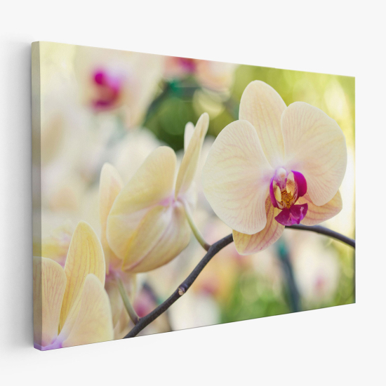 Stampa su tela - Orchidee