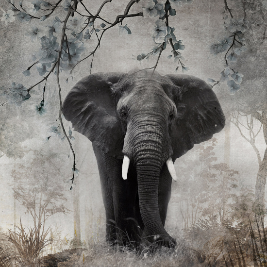 Carta da parati panoramica - Elefante