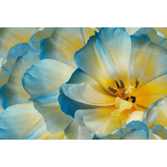 Carta da parati panoramica - Fiori