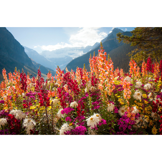 Carta da parati panoramica - Fiori