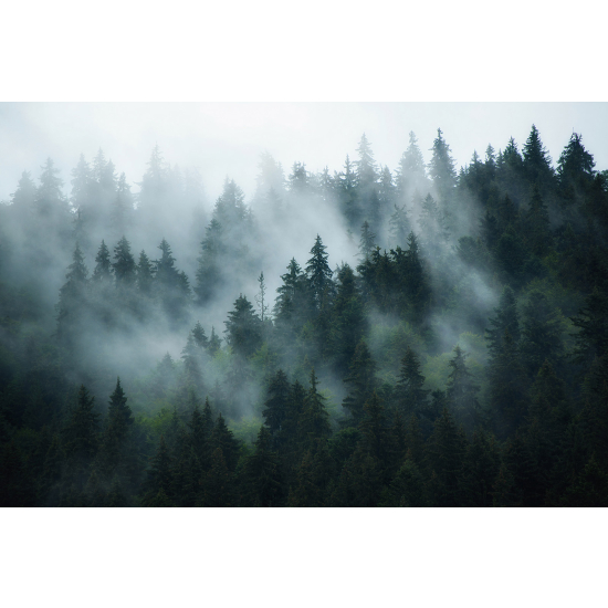 Carta da parati panoramica - Foresta