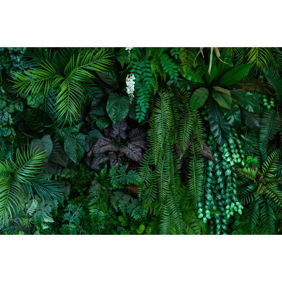 Carta da parati panoramica - Foresta Tropicale