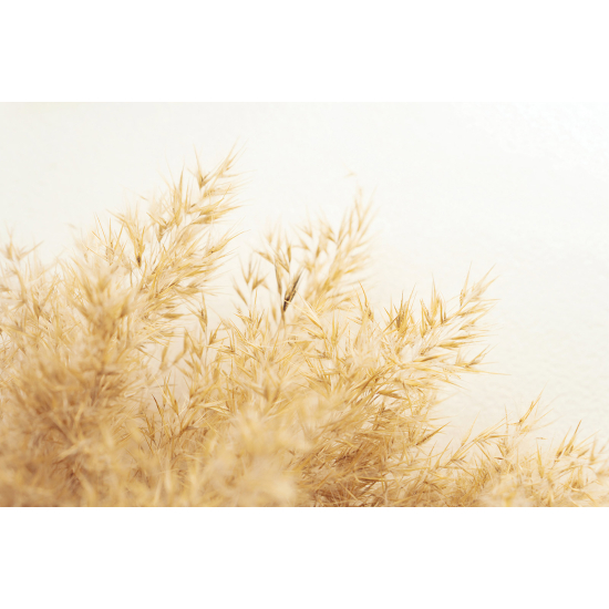 Carta da parati panoramica - Pampas