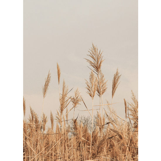 Carta da parati panoramica - Pampas