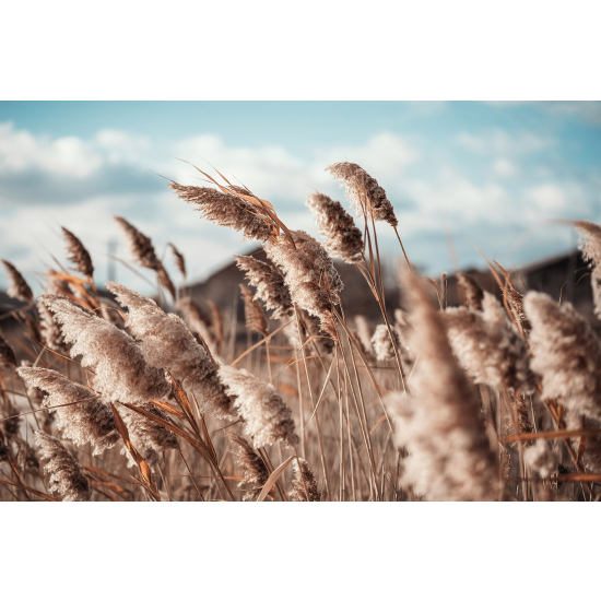 Carta da parati panoramica - Pampas