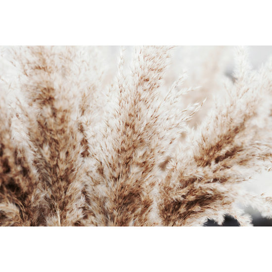 Carta da parati panoramica - Pampas