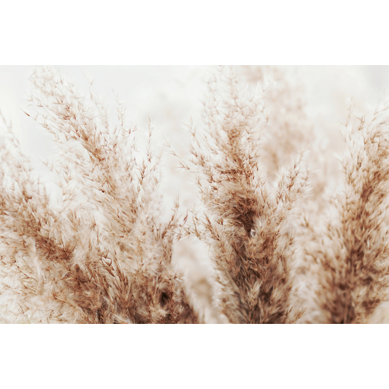 Carta da parati panoramica - Pampas