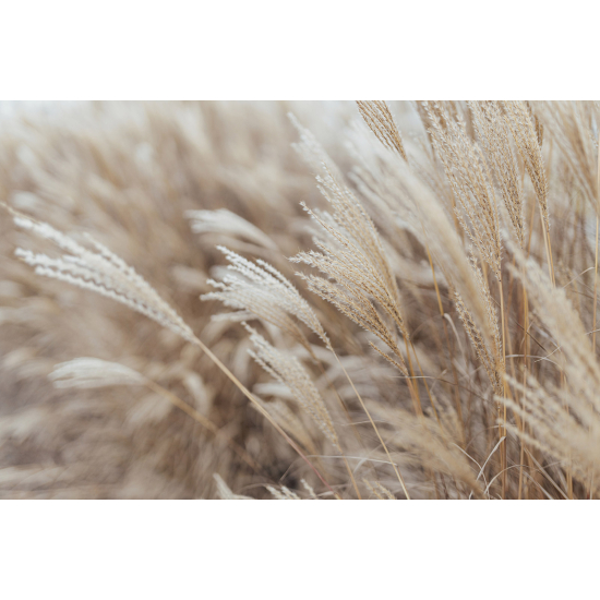 Carta da parati panoramica - Pampas