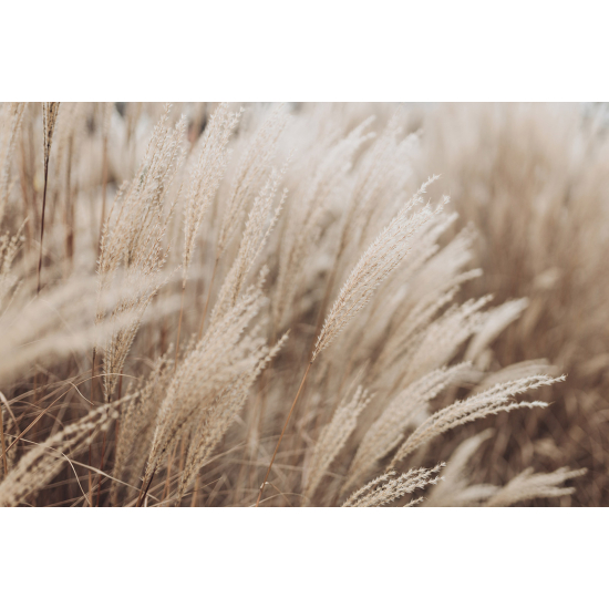 Carta da parati panoramica - Pampas