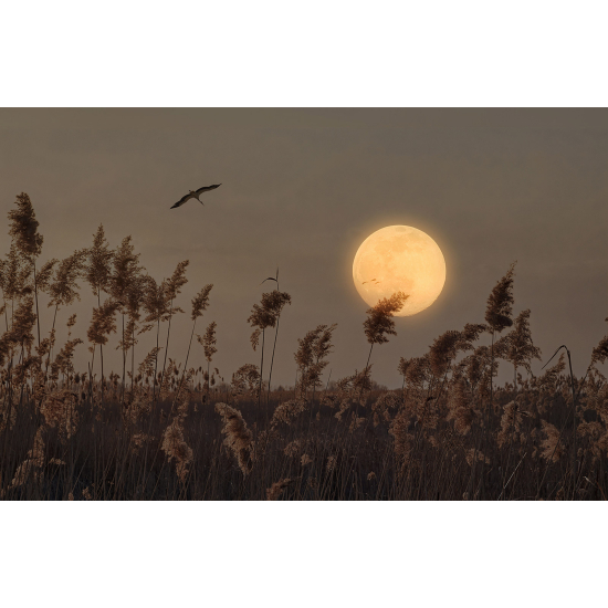 Carta da parati panoramica - Pampas