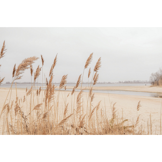 Carta da parati panoramica - Pampas