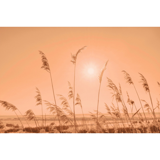Carta da parati panoramica - Pampas