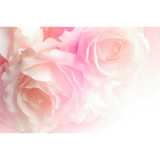 Carta da parati panoramica - Rose