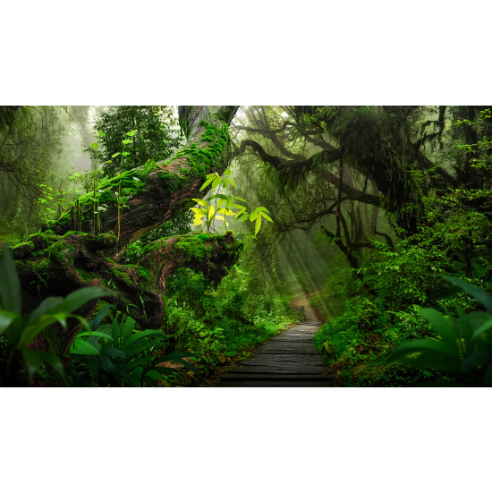 Carta da parati panoramica - Sentiero nella foresta