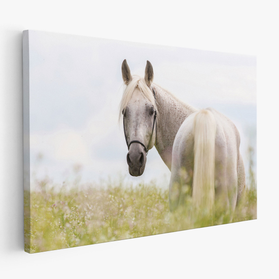 Stampa su tela - Cavallo