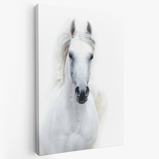 Stampa su tela - Cavallo bianco