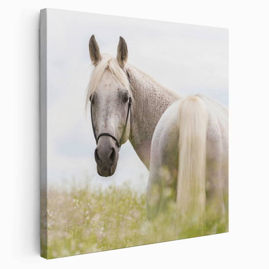 Stampa su tela Quadrata - Cavallo