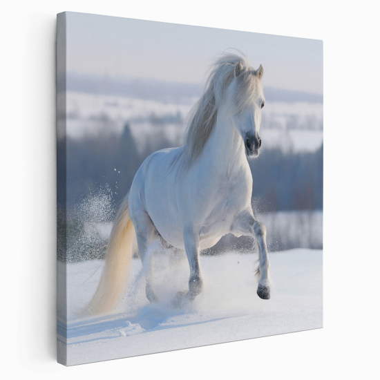 Stampa su tela Quadrata - Cavallo bianco