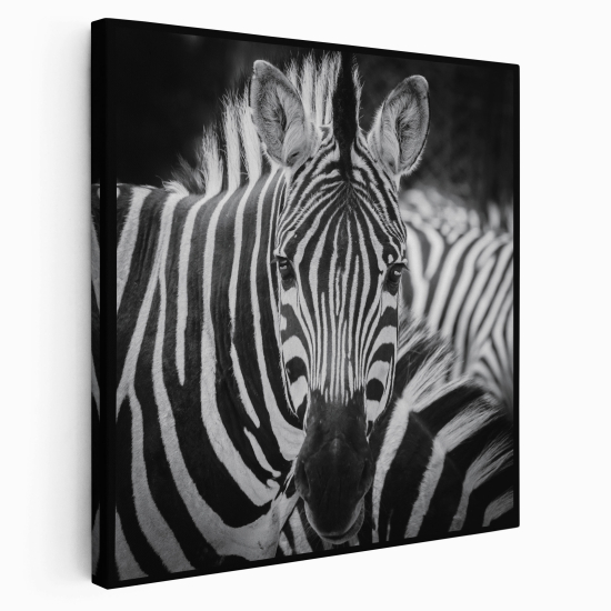 Stampa su tela Quadrata - Zebre