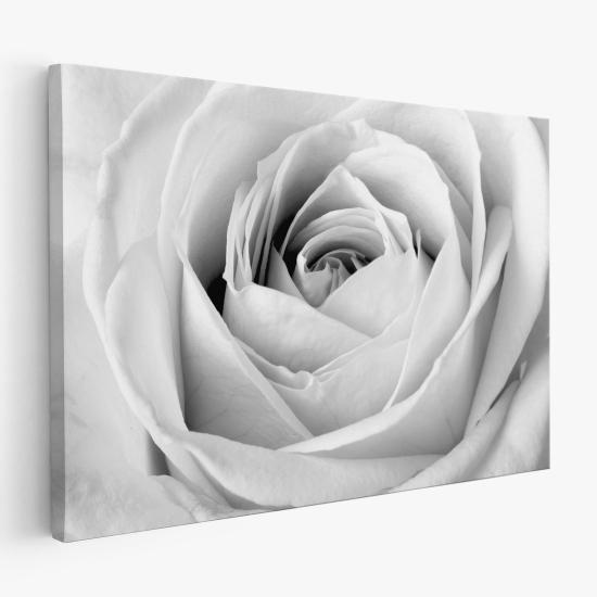 Stampa su tela - Rosa bianca