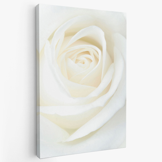 Stampa su tela - Rosa bianca