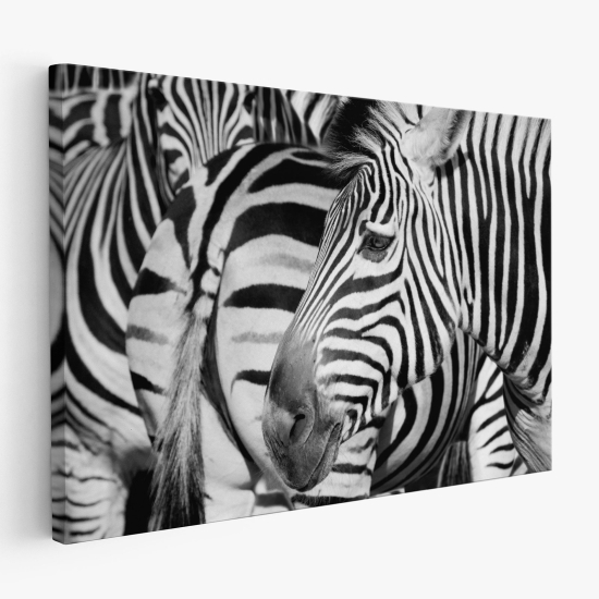 Stampa su tela - Zebre