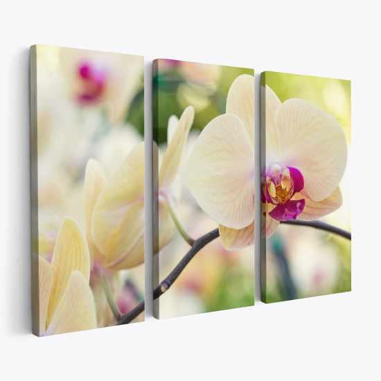 Stampa Trittico su tela - Orchidee